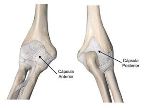 Anatomia do cotovelo