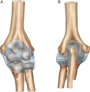 Anatomia do cotovelo