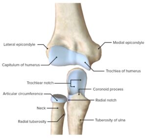 Anatomia do cotovelo
