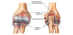 Anatomia do cotovelo