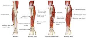 Anatomia do cotovelo