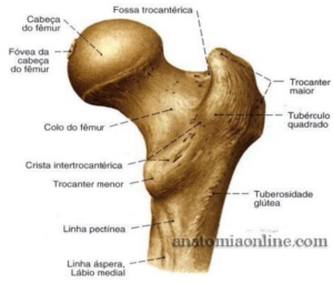 Anatomia do quadril