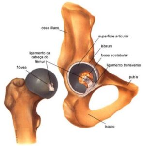 Anatomia do quadril