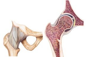 Anatomia do quadril