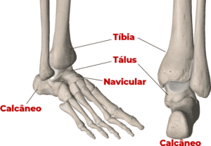 Anatomia do tornozelo