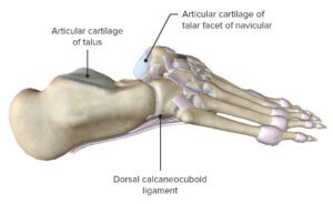 Anatomia do tornozelo