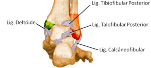 Anatomia do tornozelo