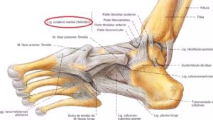 Anatomia do tornozelo