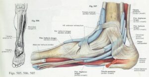 Anatomia do tornozelo